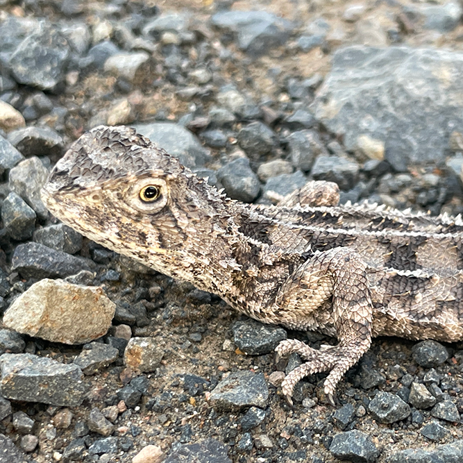 Saving Queensland’s earless dragons - Centre for Biodiversity and ...